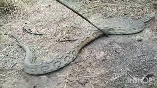 Russell’s Viper Rescue \u0026 Release | Brave Wildlife Mission | #SnakeRescue #wildlifeprotection #video