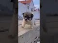 சிங்கம் சிங்கிளா தான் வரும் puppy running style