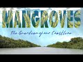 Mangroves 'The Guardian of our Coastline' | DEMP