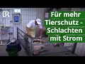 Für mehr Tierschutz bei der Schlachtung - Elektrobetäubung bei Schweinen | Unser Land | BR