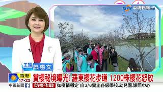 賞櫻秘境曝光! 羅東櫻花步道 1200株櫻花怒放│中視新聞 20230304