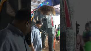 புகழ்பெற்ற மன்னார்குடி - செங்கமலம் யானை | pop cut Sengamalam Elephant