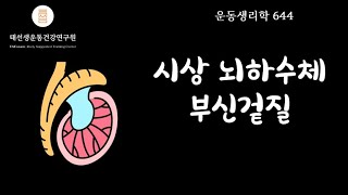 【644회 운동생리학 기출】 시상하부 뇌하수체 부신겉질 축 HPA axis 태선생