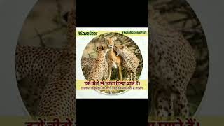 हिरन को बचाओ #saveanimals #khericreation #bishnoi #deer #viralvideo #latestnews