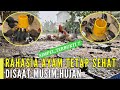 CARA MUDAH SUPAYA AYAM SEHAT WALAUPUN MUSIM HUJAN !!