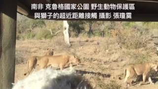 南非 克魯格國家公園 野生動物保護區