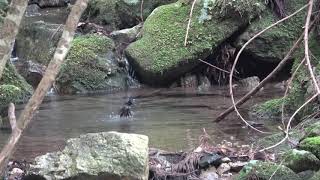 サンコウチョウの水浴び 20190709　Bird