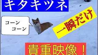 キタキツネ一瞬だった貴重映像！