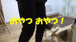 ﾋﾞｰｸﾞﾙ犬ﾌﾞﾛｸﾞ“TARO＆JIRO”とともに Enjoy life! ｢飼い主の帰宅を待つTARO\u0026JIRO！｣