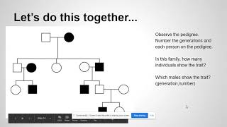 Pedigree Chart Powerpoint