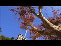 【鎌倉】建長寺半僧坊の紅葉　2017.12.3.