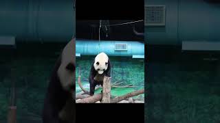 圓寶打窩窩頭後帥氣下來 #panda #yuanbao #shorts #貓熊