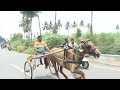 kumarapalayam horse 🐎🐎🐎 race 🔥🔥.. singara velan anna bhavani horseracing horseriding