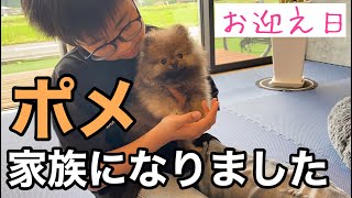 お家にポメラニアンがやって来た🐶お迎え日編