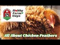 Chicken Feathers: Everything You Never Knew You Wanted To Know!