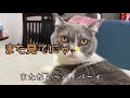 【ブリティッシュショートヘア】猫を飼うと起こりえる注意する事