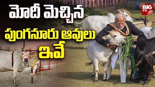 Punganur Cows | Rare Breeds of Cows : మోదీ మెచ్చిన పుంగనూరు ఆవులు ఇవే | @BIGTVWestGodavari