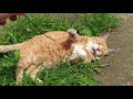 relaxing cat video 57