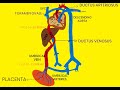 FETAL CIRCULATION