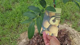 Лонган Тропическое Дерево. Longan tropical tree.