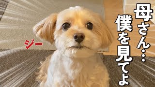 成犬になっても甘えん坊なマルプーがかわいい