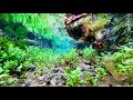 水中4k映像「水草の湧水路を進む」 ヒーリング 癒し リラックス 「follow the aquatic plant canal 」nature relaxation