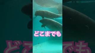 この想い伝われ…　#マナティー #水族館 #aquarium #美ら海水族館