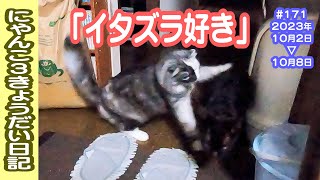 にゃんこ3きょうだい日記 #171 Diary of 3Cats [Oct.2-8/2023]