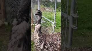 Calling Patty the emu for a hug! Follow us on TikTok @RyleeRanch