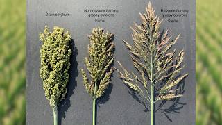 Grain Sorghum Off Type Plants: Cross Pollination and Out Crosses