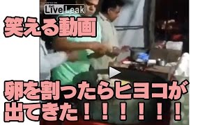 【笑える動画】卵を割ったらヒヨコが出てきた！！！！！