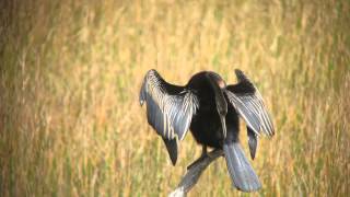 Australasian Darter at the Mareeba Wetlands, Queensland, Australia