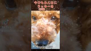 今日もLucky Day!この動画に出会えたあなたはラッキー！ #犬 #dog #トイプードル #lucky #kawaii #funny #開運 #幸運