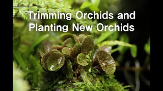 Planting New Orchids and Trimming Orchids in the Orchidarium | 오키다리움 트리밍과 새로운 난초 심기