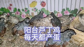 芦丁鸡：阳台上养的芦丁鸡每天都产蛋，给它们喂一些种子粮面包虫干 #芦丁鸡 #芦丁鸡蛋