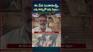 iSmart News : ఒక్క కాన్పులో ఐదు పిల్లలు..! | Goat Gave Five children in one Delivery - TV9