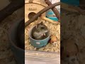 ハムスター！ひまわりの種を食べ終える🐹