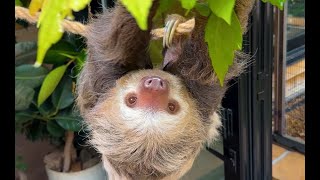 It's Training Time with Bean, Hoffmann's Two-Toed Sloth