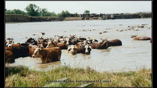 Chambers County Foundation Ranches Presented by Chambers County