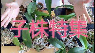 【胡蝶蘭を増やす】子株からお花が見られるのはいつ？水やりはどうしてる？