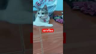 #แมวพูดได้#น้ำหวาน#คลายเครียด#แมวน่ารัก  #kitty #catvideos #shortsclip #thailand