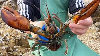 Caught a big lobster from a crack in the rock, and a bunch of crabs