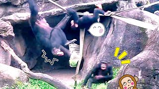 Ni Huei doesn't want to join the game |Chimpanzee Daily|Taipei zoo