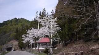 桜2015年南会津からの～大山祇神社の桜　2015年5月3日