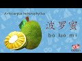 学习中文 40 常见水果名称（learn chinese 40 popular fruit names） 中英文对照