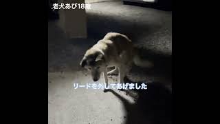 【老犬あび18歳】リードを外してあげた