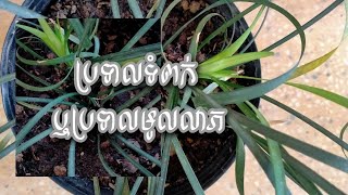 ប្រទាលទំពក់ ឬប្រទាលមូលលាភ