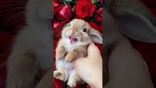 Beautiful Brown Rabbit 🐇 Loves to Squeaks 😊 #cuterabbit #cuteanimal #cutepet