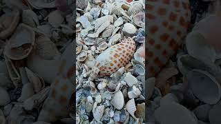 junonia find at Passagrille Beach Florida