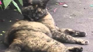 谷中だんだん猫の10年-2002/06/30